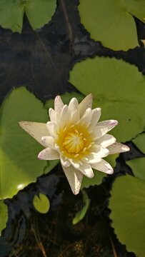 六合彩总大小专业分析
